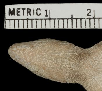 Media type: image; Herpetology R-81139